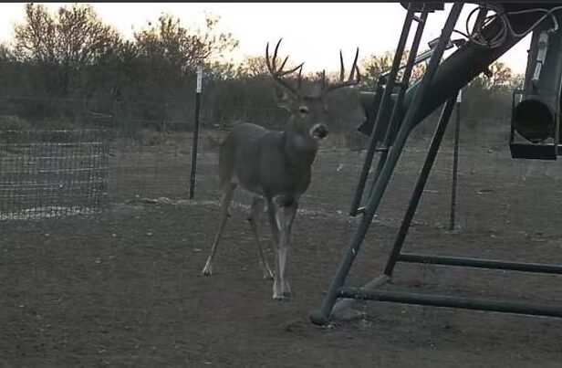 Daylight trail-camera photo: a mature whitetail buck walks toward a gravity-fed protein feeder in open brush country.