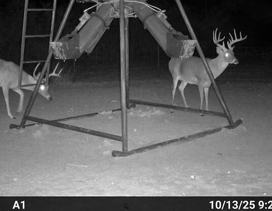 Infrared trail-camera photo taken at night: a mature whitetail buck feeds at one tube of a gravity-fed protein feeder while a second deer approaches from the left.